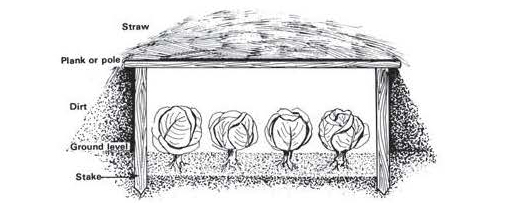 Diagram of a framed trench holding cabbages, covered with straw and soil, with support boards and stakes for structure.