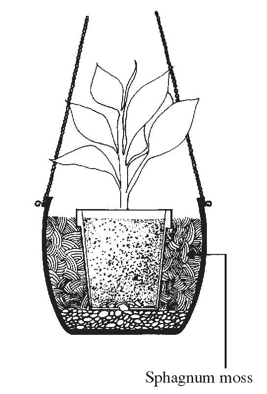 Diagram of a hanging basket showing a smaller pot placed inside a larger container with drainage and sphagnum moss layers.