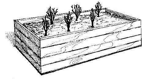 Diagram of a wooden raised garden bed filled with soil and evenly spaced rose plants.