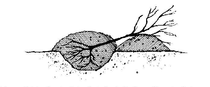 Illustration of bare-root plant placed in a trench and partially covered with soil for temporary storage.