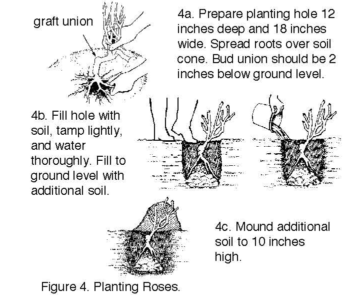 Diagram showing steps for planting roses, including placing roots, filling soil, and mounding soil around the plant.