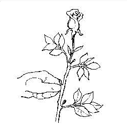 Illustration showing removal of side buds on a rose stem to encourage growth of a single larger bloom.