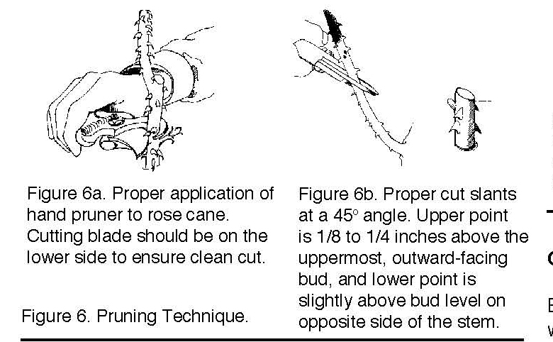 Diagram showing proper pruning of rose canes, including tool placement and angled cutting above a bud.