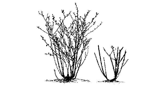 Comparison of unpruned and properly pruned rose shrub shapes with fewer, stronger canes.
