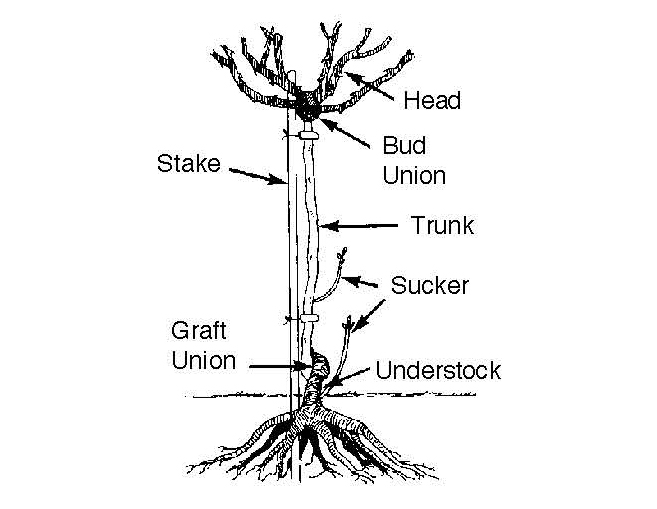 Diagram labeling parts of a tree rose, including trunk, bud union, graft union, and suckers.