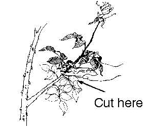 Illustration showing where to cut a rose stem above a leaf node for proper harvesting.