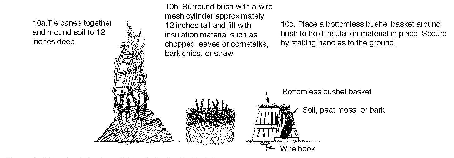 Diagram showing methods for protecting rose bushes with mounding soil, mesh, and insulating materials.