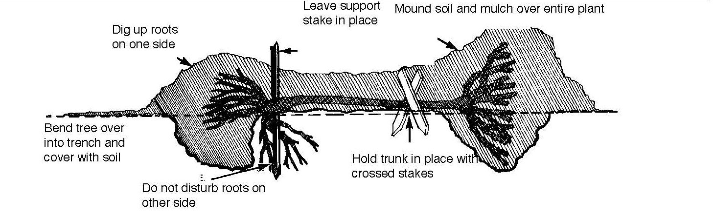Illustration showing a tree rose bent into a trench, covered with soil and mulch for winter protection.