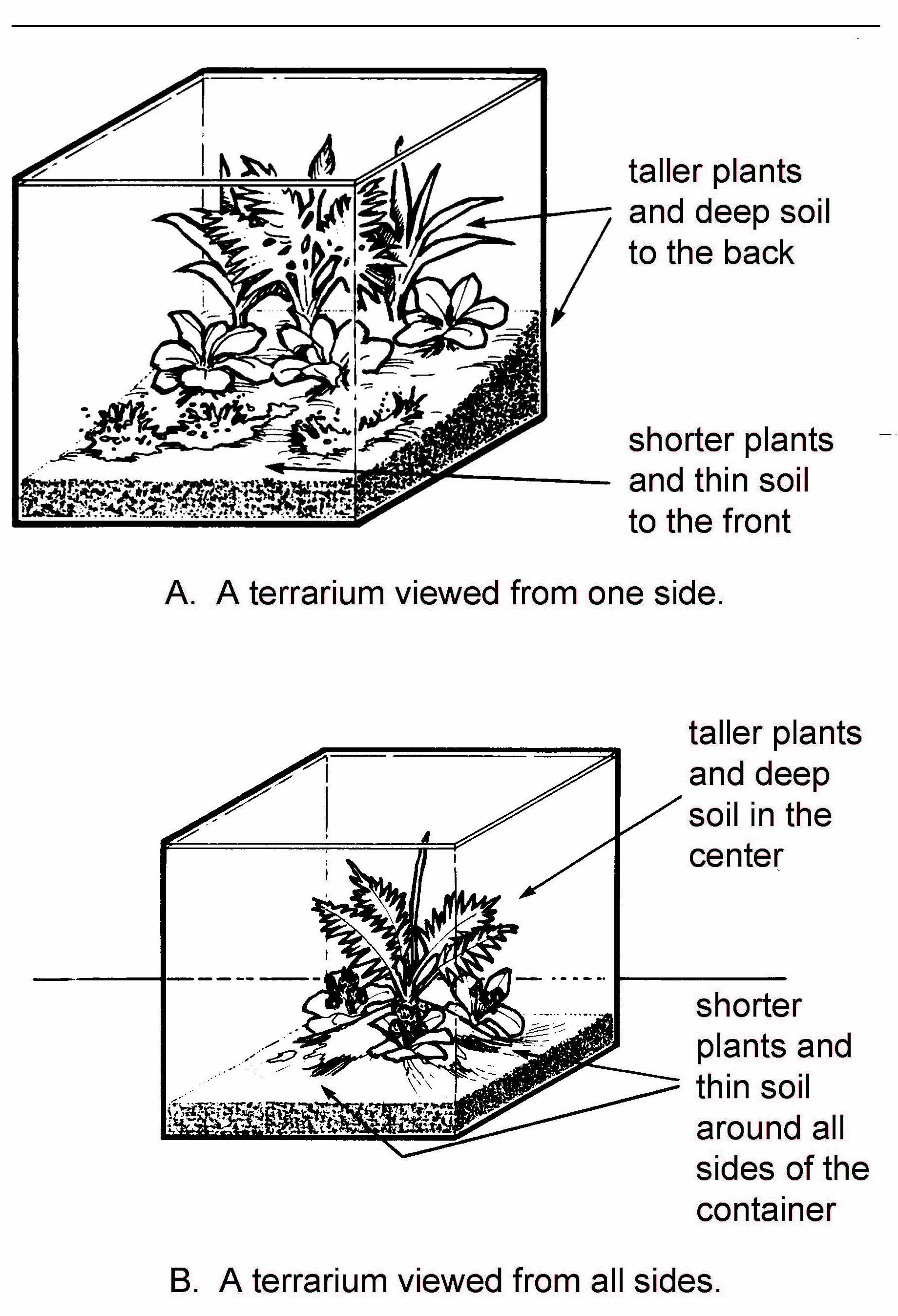 Diagram showing terrarium plant layout: taller plants placed toward the back or center and shorter plants toward the front or edges depending on viewing angle.