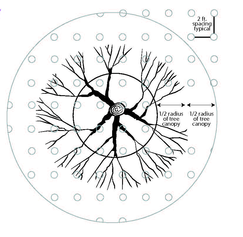 Diagram showing a tree root zone with evenly spaced holes used for vertical mulching and fertilizer placement.