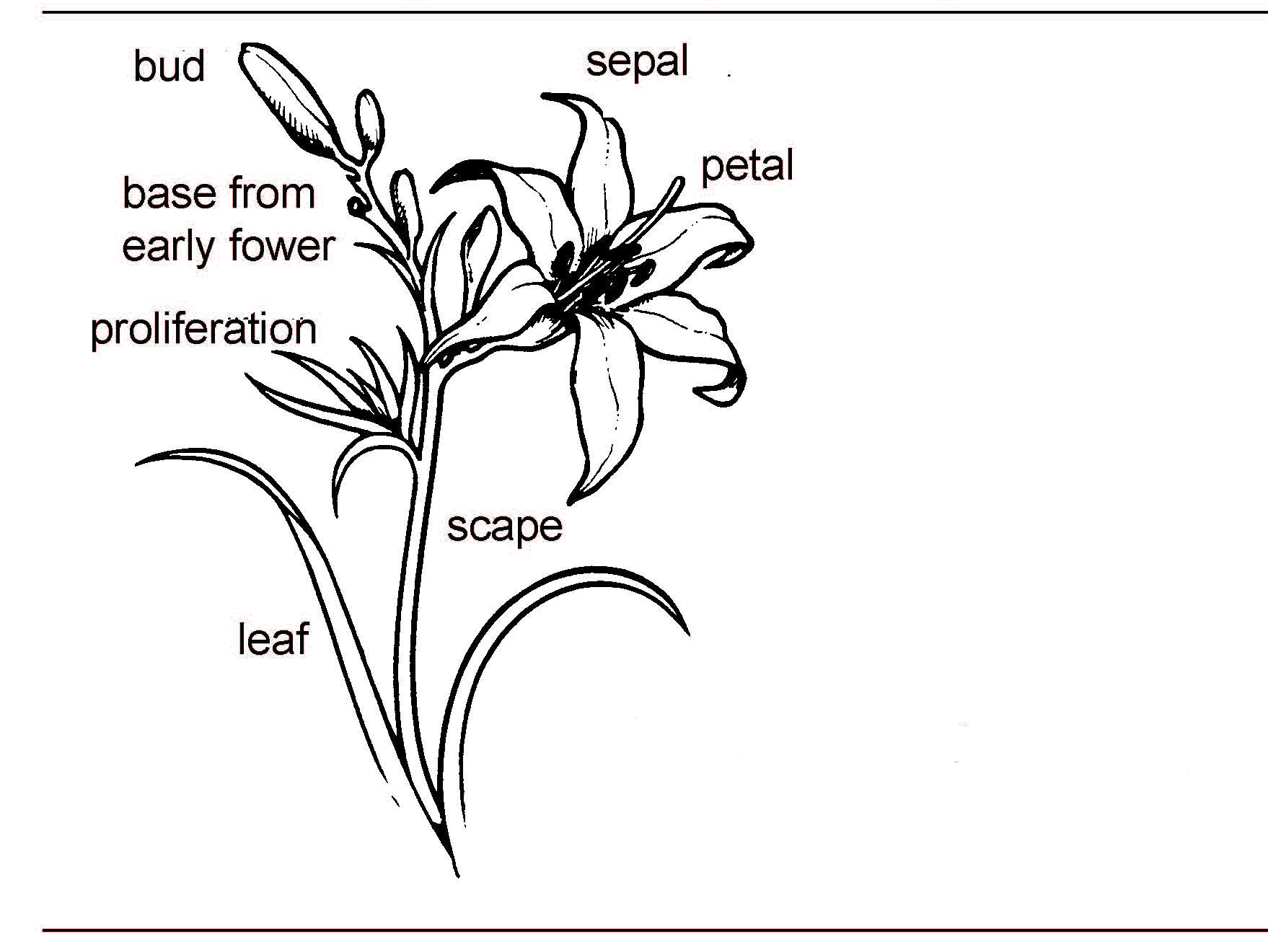 Black-and-white diagram of a daylily labeled with parts including bud, sepal, petal, leaf, scape, and early flower proliferation.