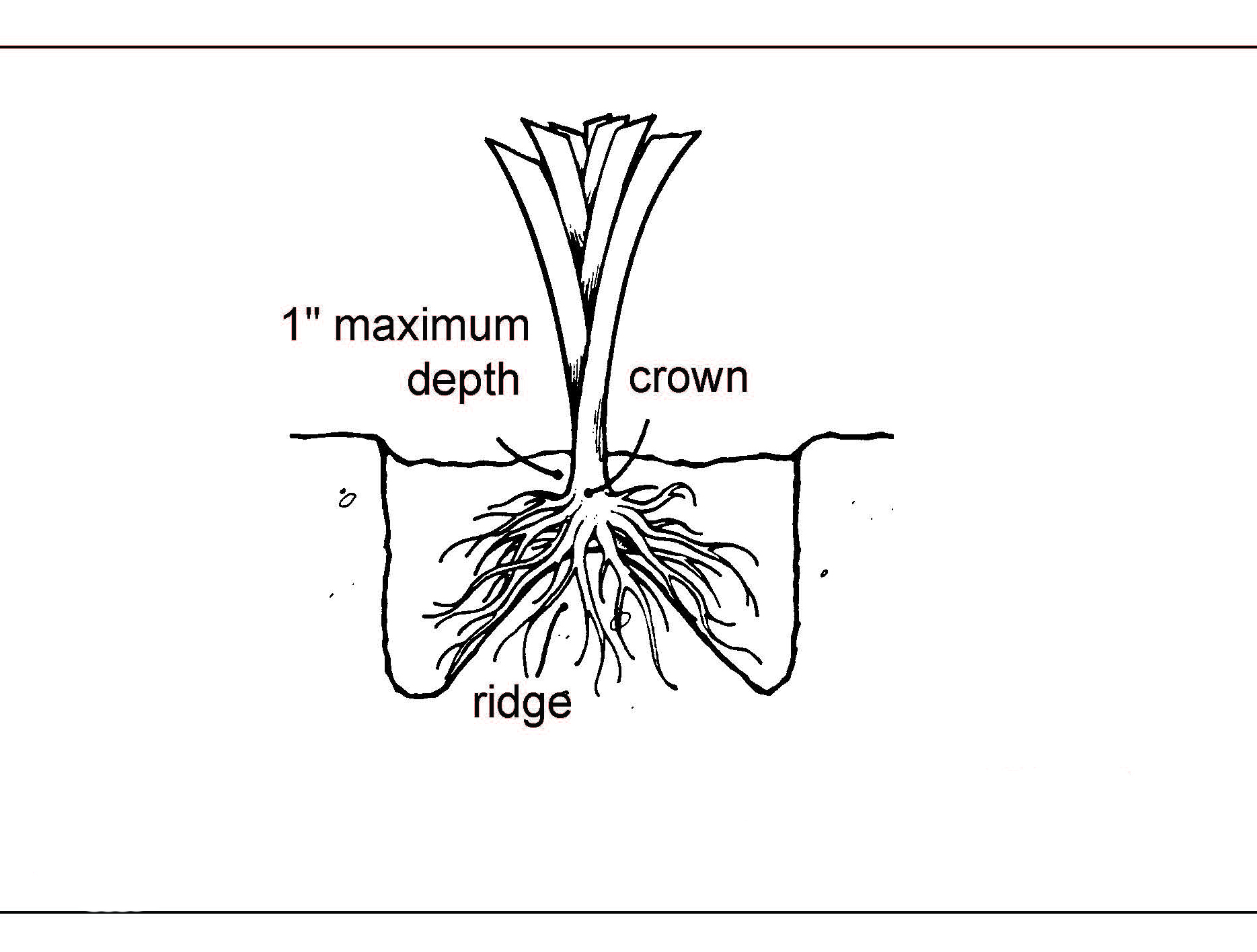 Black-and-white diagram showing proper daylily planting depth, with the crown set at a maximum of 1 inch below the soil surface and roots spread over a soil ridge.