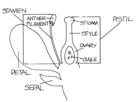 Diagram of flower anatomy showing petals, sepals, stamen (anther and filament), and pistil (stigma, style, ovary, and ovule).