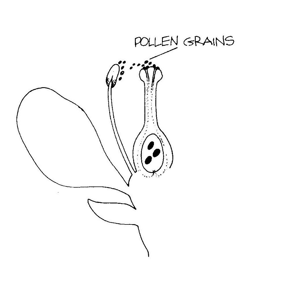 Diagram showing pollen grains transferred from a stamen anther to the stigma of a pistil during pollination.