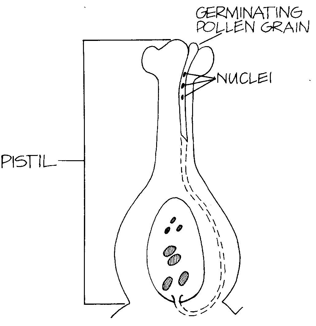 Diagram showing a germinating pollen grain growing down the pistil style toward ovules in the ovary during fertilization.