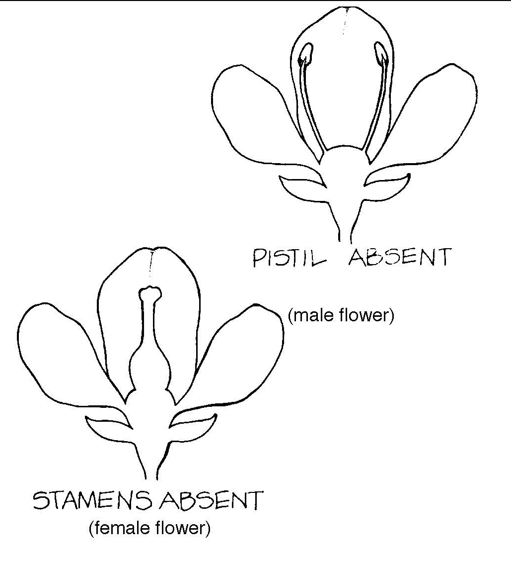 Diagram comparing imperfect flowers: a male flower lacking a pistil and a female flower lacking stamens.