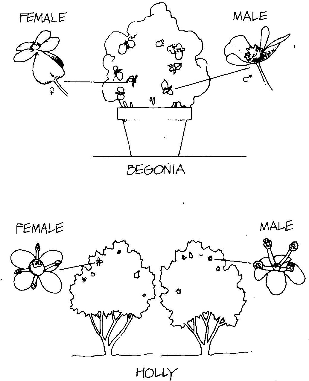 Diagram showing male and female flowers on a single begonia plant and on separate holly plants.