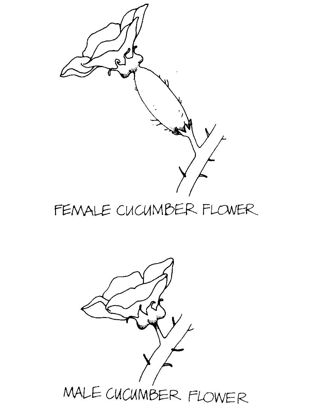 Diagram comparing female cucumber flowers with an ovary behind the petals and male flowers without an ovary.