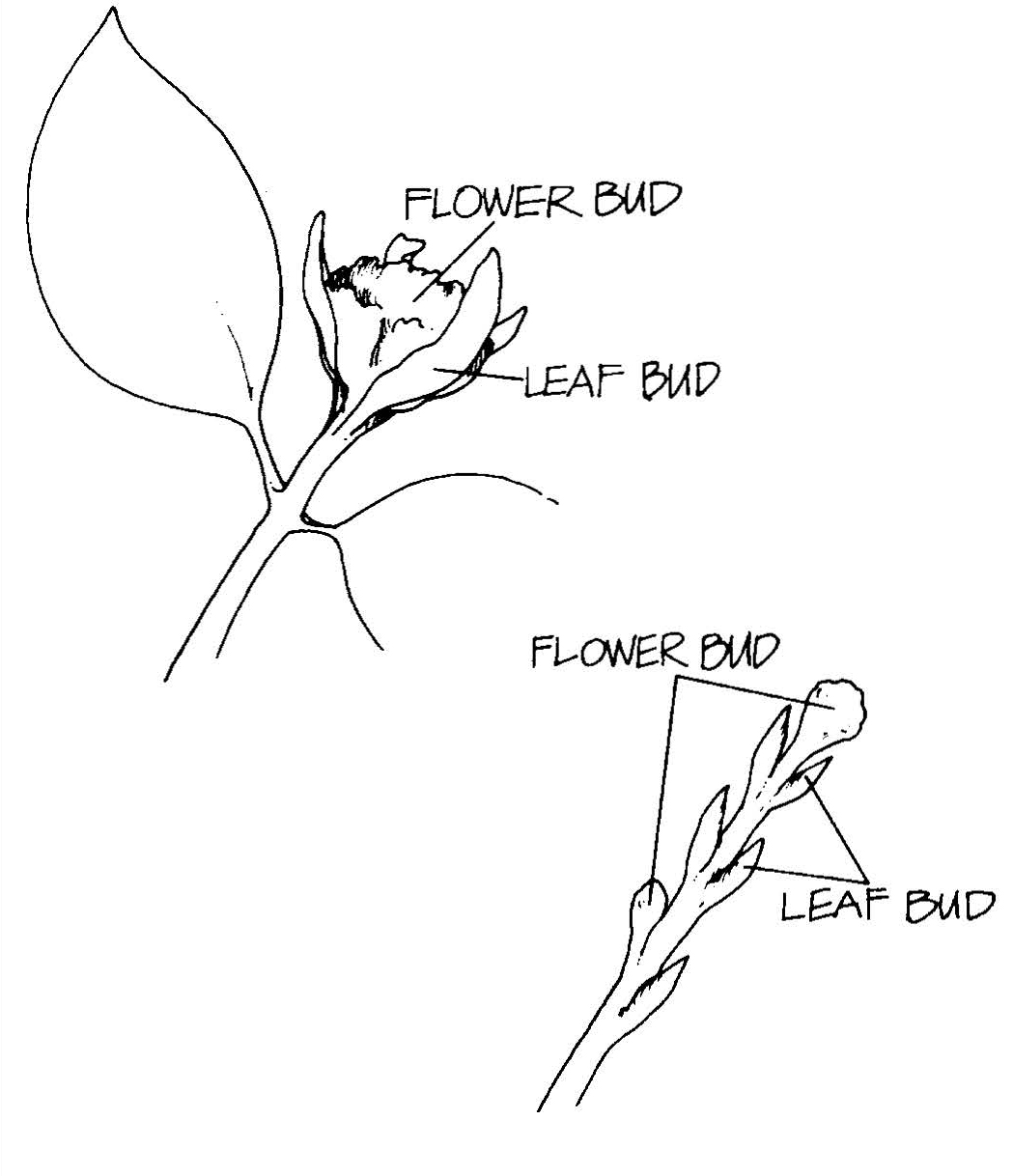 iagram comparing larger flower buds with smaller leaf buds on plant stems and branches.