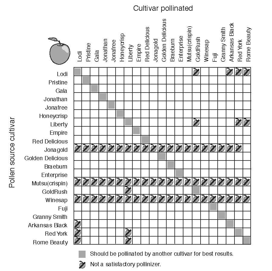 Pollination compatibility chart for apple cultivars. Gray squares indicate cultivars that should be pollinated by another cultivar for best results, and apple symbols indicate unsatisfactory pollinizers. Complete compatibility information is provided in the accessible table below.