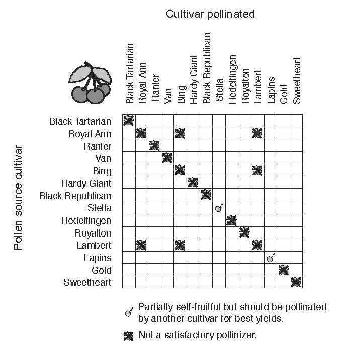 Pollination compatibility chart for sweet cherry cultivars. Symbols indicate cultivars that are partially self-fruitful and those that are unsatisfactory pollinizers. Complete compatibility information is provided in the accessible table below.