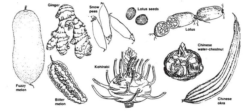 Illustration showing several Chinese vegetables and crops, including fuzzy melon, ginger, snow peas, lotus seeds and rhizomes, Chinese water chestnut, bitter melon, kohlrabi, and Chinese okra, with labels identifying each plant.