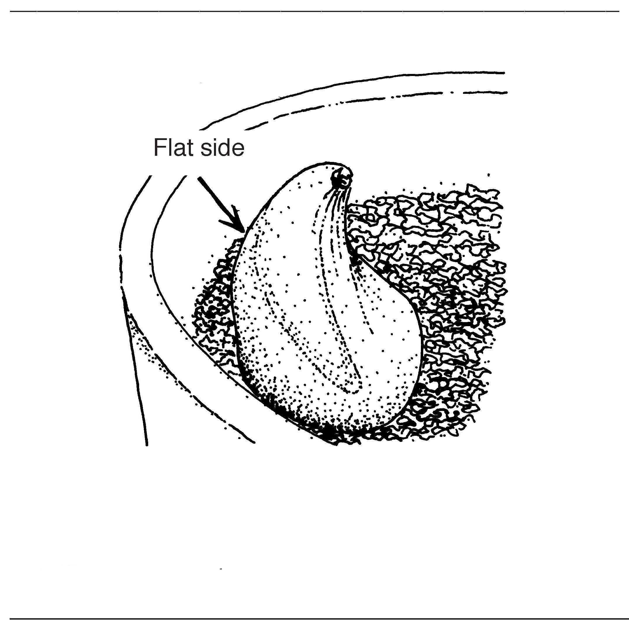 Black-and-white diagram showing a flower bulb positioned with its flat side facing outward in a planting container.
