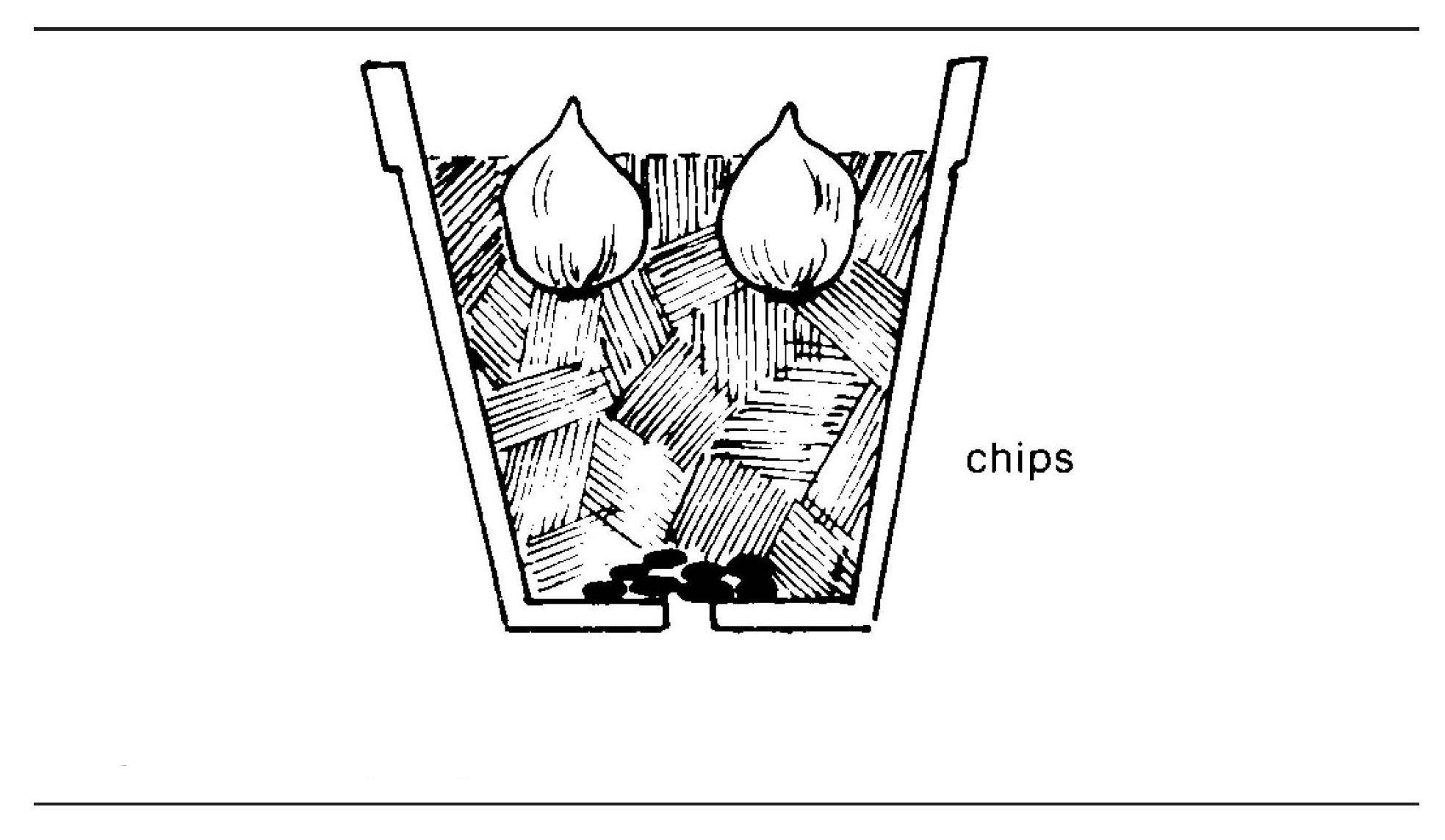 Black-and-white diagram of planting bulbs in a container filled with layered wood chips for drainage.