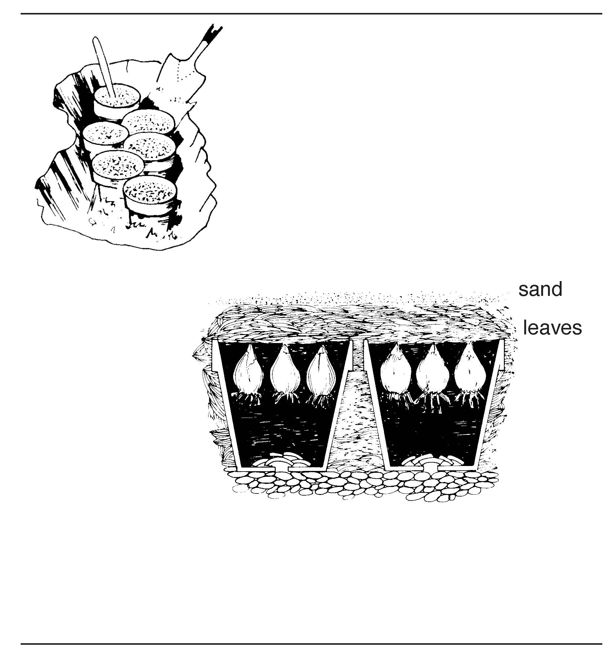 Black-and-white diagram showing bulbs planted in pots and covered with layers of leaves and sand for cold storage.