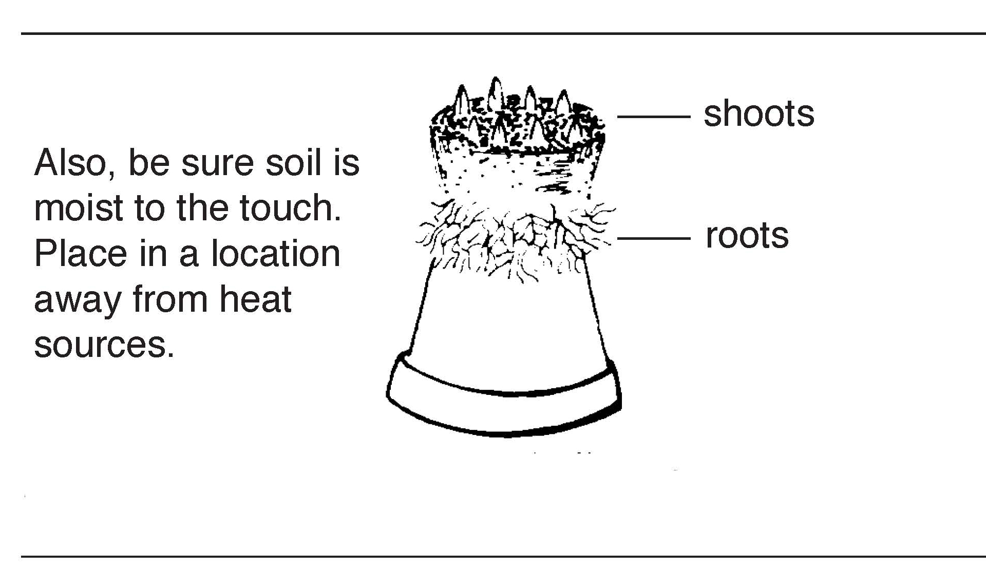 Black-and-white diagram of a potted bulb with labeled shoots and roots, with instructions noting soil should be kept moist