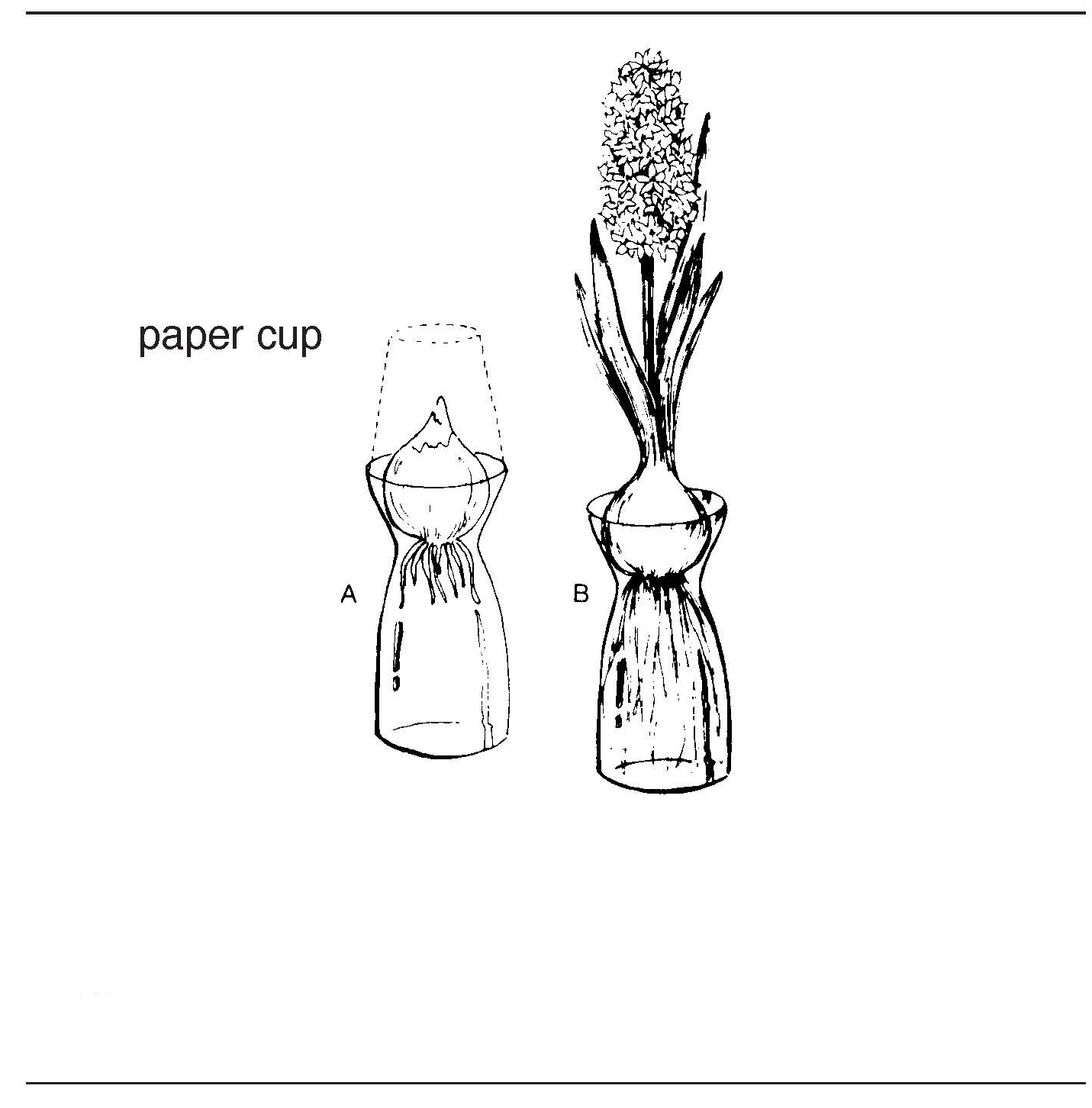 Black-and-white diagram showing a bulb forced in a glass container with a paper cup cover and the flowering result.