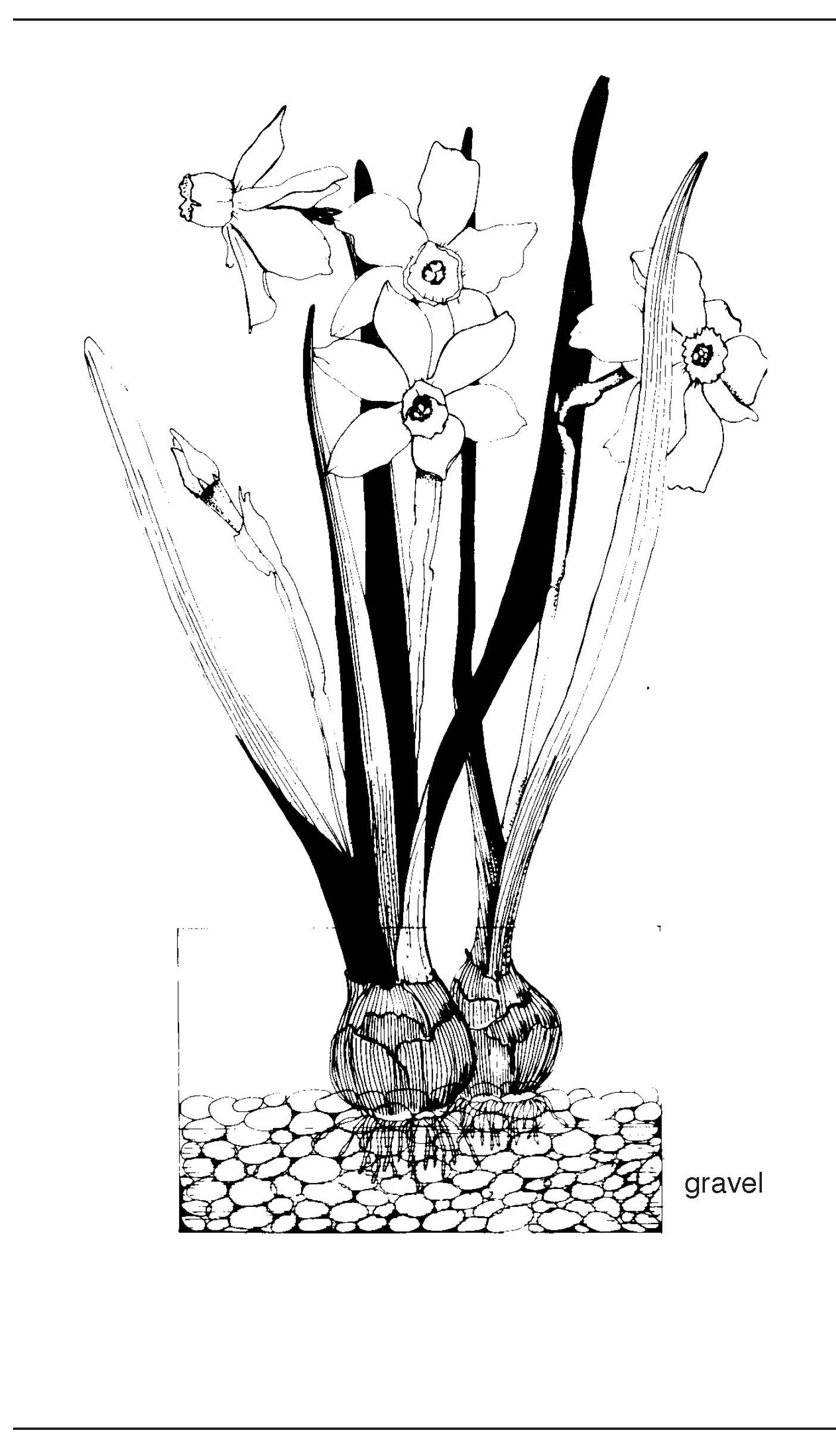 Black-and-white illustration of flowering bulbs growing in gravel, with roots below and tall leaves and blooms above the surface.