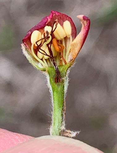 Close-up of a cut-open apple flower bud showing frost damage, with darkened, shriveled reproductive tissues inside pale yellow petals.