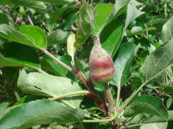 Young apple fruit on a branch showing a distinct reddish-brown frost ring encircling the surface, surrounded by green leaves.