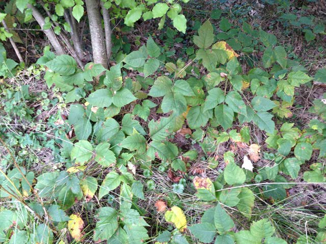 Poison ivy plants growing along a woodland edge, showing multiple clusters of characteristic three-leaflet leaves.