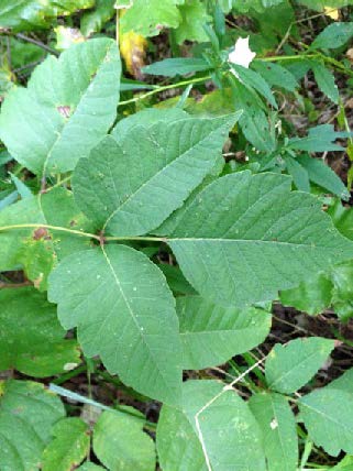 Close-up of a poison ivy leaf composed of three leaflets, with the center leaflet attached by a longer stalk.