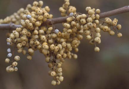 Clusters of pale, waxy poison ivy berries hanging from a branch.