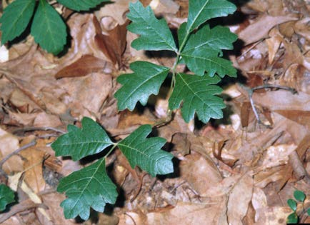 Poison oak leaves growing among fallen leaves, showing lobed leaflets that resemble oak leaves.