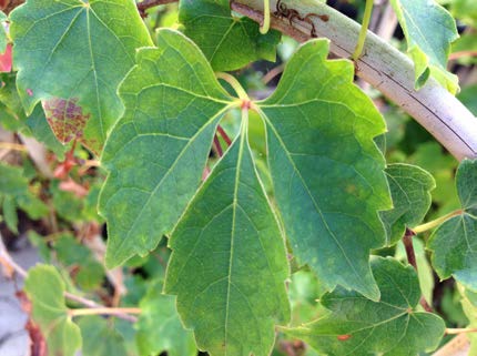 Young Boston ivy leaves with three leaflets, each leaflet attached to the stem by a distinct stalk.