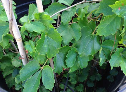 Mature Boston ivy vine displaying simple three-lobed leaves rather than separate leaflets.