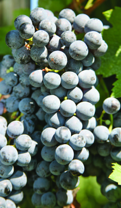 Cabernet Franc