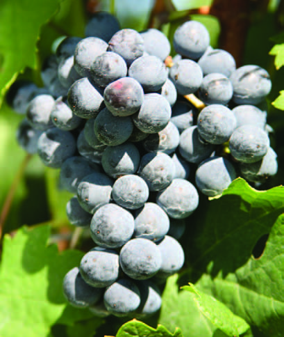 Cabernet Sauvignon