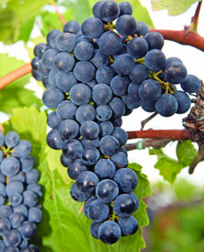 Picture of a bunch of corot noir. The grapes are bluish gray.