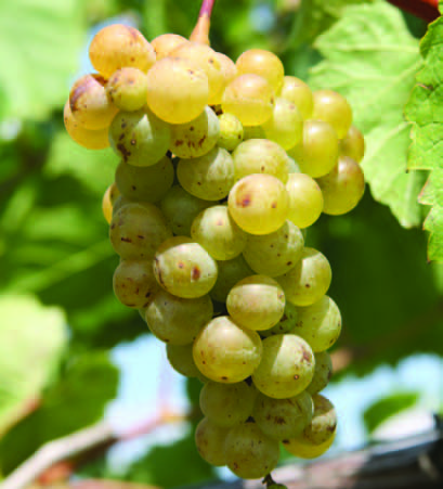 Vignoles