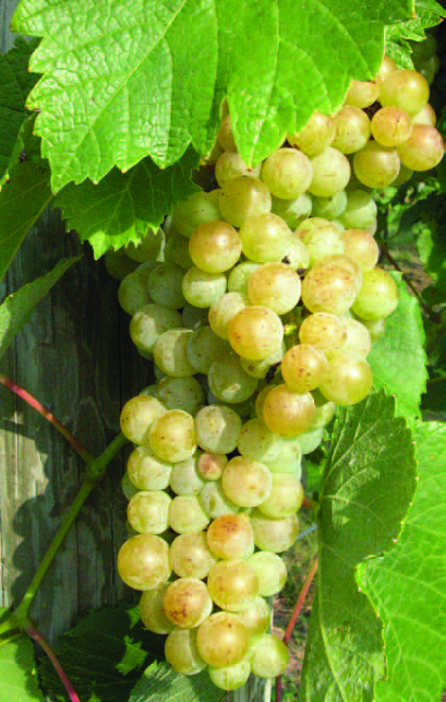 Traminette