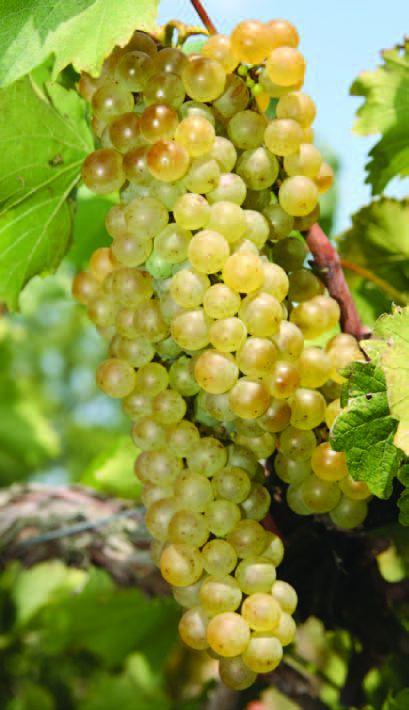 Chardonel