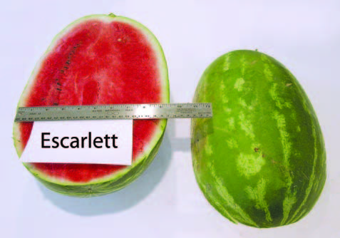 Cut and whole ‘Escarlett’ watermelon displayed side by side on a white background. The cut fruit shows red flesh with a pale rind, and a metal ruler spans across the fruits for size comparison. A label reading “Escarlett” appears in front of the cut half.