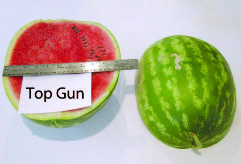 Cut and whole ‘Top Gun’ watermelon displayed side by side on a white background. The cut fruit shows bright red flesh with a few black seeds and a metal ruler placed across the melon for size comparison. A label reading “Top Gun” is positioned in front of the cut half.