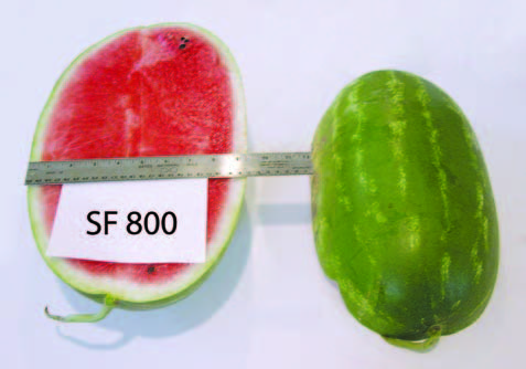 Cut and whole ‘SF 800’ watermelon displayed side by side on a white background. The cut fruit reveals red flesh with a pale rind, and a metal ruler spans across both fruits for size comparison. A label reading “SF 800” is positioned in front of the cut half.