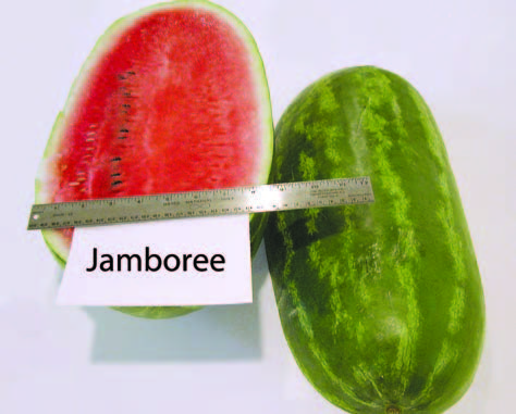 Cut and whole ‘Jamboree’ watermelon displayed side by side on a white background. The cut fruit shows red flesh with several black seeds, and a metal ruler is placed across the fruits to indicate size. A label reading “Jamboree” appears in front of the cut half.